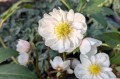 Helleborus niger "Snowdrift"