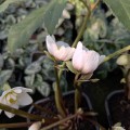 Helleborus niger "Snowdrift"