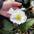 Helleborus niger "Snowdrift"