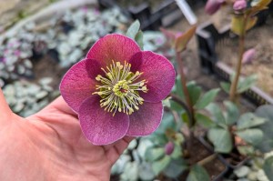Helleborus x Frostkiss "Rhythm Pink” - ciemiernik