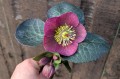 Helleborus x Frostkiss "Rhythm Pink”