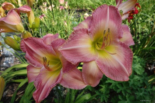 Hemerocallis „Honorata”