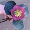 Helleborus x Frostkiss "Rhythm Pink”