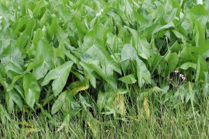 Sagittaria latifolia „Jumbo” - strzałka szerokolistna