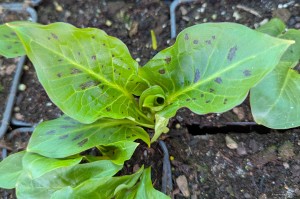 Arum maculatum - obrazki plamiste