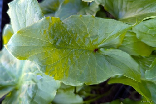 Arum maculatum "Immaculatum"