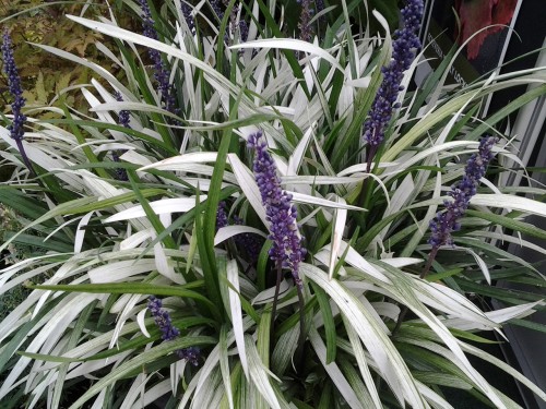 Liriope muscari "Okina"