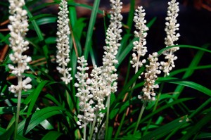 Liriope muscari „Monroe White” - liriope szafirkowata