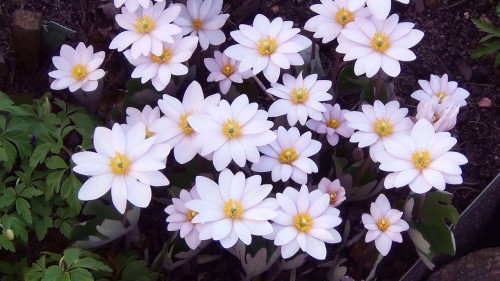 Sanguinaria canadensis „Pink Form”
