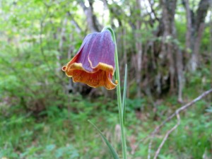 Fritillaria pyrenaica - szachownica pirenejska