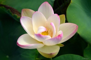 Nelumbo „Pink Glory” - lotos