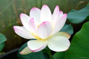 Nelumbo „Evening Sun” - lotos