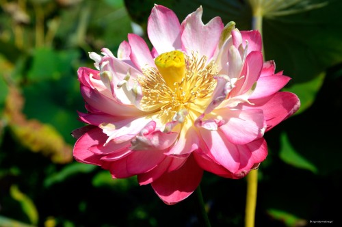 Nelumbo „Energetic”