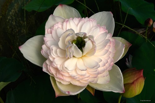Nelumbo „Super Juwuba”
