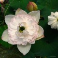 Nelumbo „Super Juwuba”
