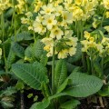 Primula elatior
