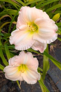 Hemerocallis „Spring Rapture” - liliowiec