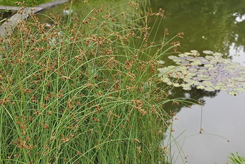 Scirpus lacustris
