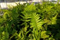 Polystichum polyblepharum