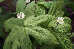 Hydrastis canadensis - gorzknik kanadyjski