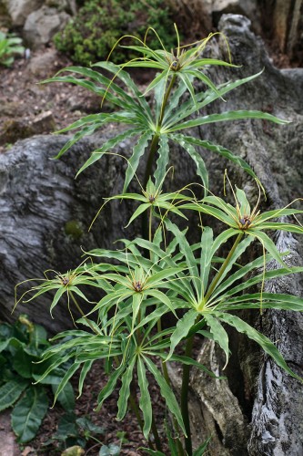 Paris polyphylla var. stenophylla