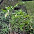 Uvularia caroliniana