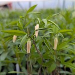 Uvularia caroliniana - jagodowiec karoliński