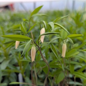 Uvularia caroliniana - jagodowiec karoliński