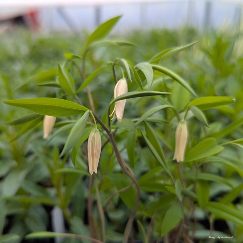 Uvularia caroliniana