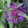 Centaurea "Amethyst Dream", fot. AS