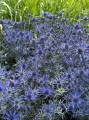 Eryngium bourgatii "Lapis Blue"
