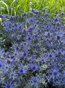 Eryngium bourgatii "Lapis Blue" - mikołajek iberyjski