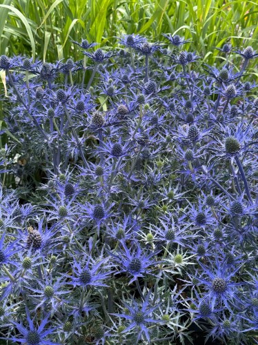 Eryngium bourgatii "Lapis Blue"