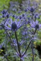 Eryngium bourgatii "Lapis Blue"