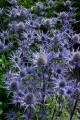 Eryngium bourgatii "Lapis Blue"