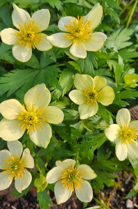 Trollius laxus - pełnik amerykański