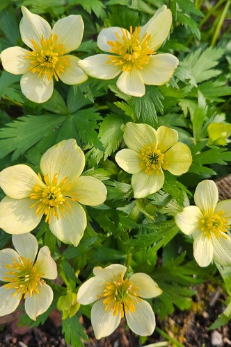 Trollius laxus, fot. ER