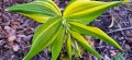 Polygonatum odoratum „Dai Koga”, fot. ER
