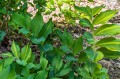 Polygonatum odoratum „Dai Koga”