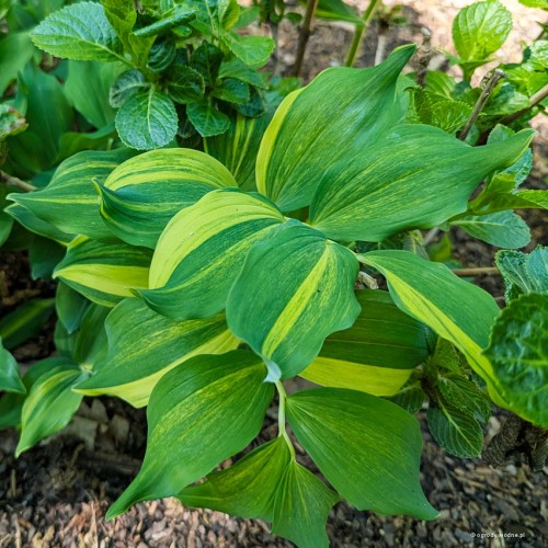 Polygonatum odoratum „Dai Koga”