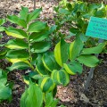 Polygonatum odoratum „Dai Koga”