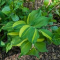 Polygonatum odoratum „Dai Koga”
