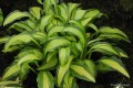 Hosta „First Mate”