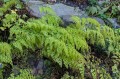 Adiantum venustum