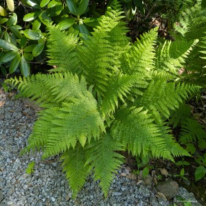 Athyrium filix-femina - wietlica samicza