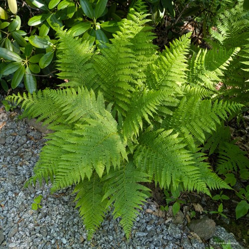 Athyrium filix-femina, fot. AS