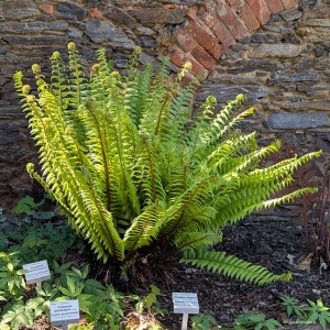 Dryopteris championii - nerecznica Championa