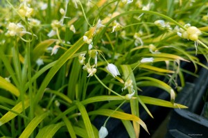 Allium paradoxum - czosnek dziwny