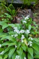 Allium ursinum w ogrodzie rustykalnym