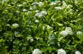Allium ursinum - podszyt w parku